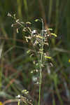 Slimleaf ticktrefoil